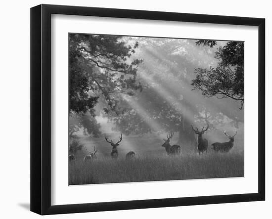 Deer in Morning Mist, Woburn Abbey Park, Woburn, Bedfordshire, England, United Kingdom, Europe-Stuart Black-Framed Photographic Print