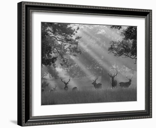 Deer in Morning Mist, Woburn Abbey Park, Woburn, Bedfordshire, England, United Kingdom, Europe-Stuart Black-Framed Photographic Print