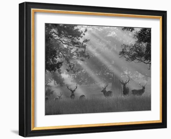 Deer in Morning Mist, Woburn Abbey Park, Woburn, Bedfordshire, England, United Kingdom, Europe-Stuart Black-Framed Photographic Print