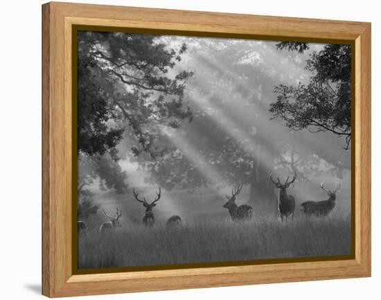 Deer in Morning Mist, Woburn Abbey Park, Woburn, Bedfordshire, England, United Kingdom, Europe-Stuart Black-Framed Premier Image Canvas