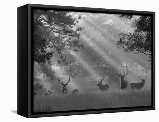 Deer in Morning Mist, Woburn Abbey Park, Woburn, Bedfordshire, England, United Kingdom, Europe-Stuart Black-Framed Premier Image Canvas