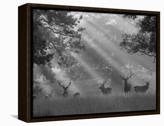 Deer in Morning Mist, Woburn Abbey Park, Woburn, Bedfordshire, England, United Kingdom, Europe-Stuart Black-Framed Premier Image Canvas