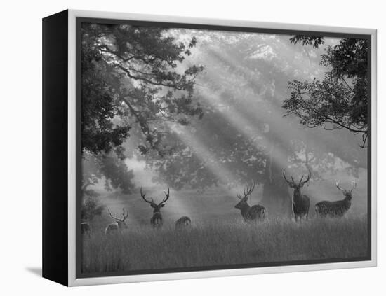 Deer in Morning Mist, Woburn Abbey Park, Woburn, Bedfordshire, England, United Kingdom, Europe-Stuart Black-Framed Premier Image Canvas