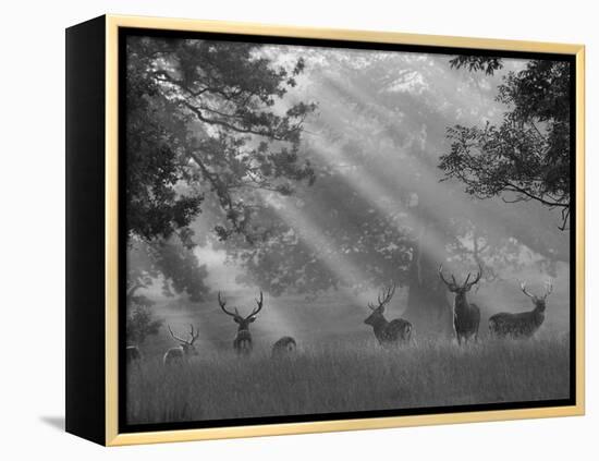 Deer in Morning Mist, Woburn Abbey Park, Woburn, Bedfordshire, England, United Kingdom, Europe-Stuart Black-Framed Premier Image Canvas