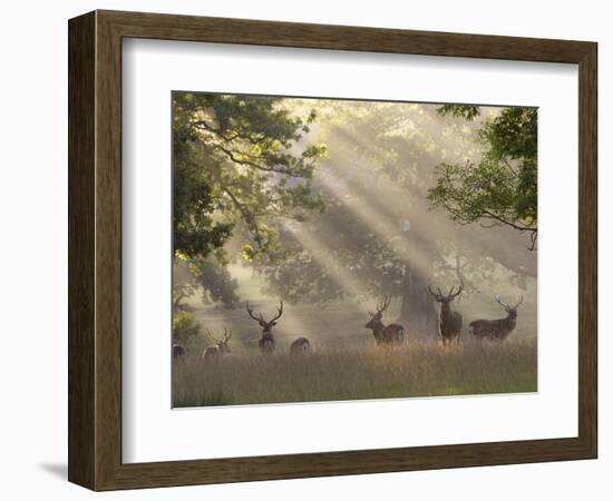 Deer in Morning Mist, Woburn Abbey Park, Woburn, Bedfordshire, England, United Kingdom, Europe-Stuart Black-Framed Photographic Print