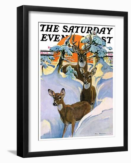 "Deer in Snow," Saturday Evening Post Cover, February 7, 1931-Paul Bransom-Framed Giclee Print