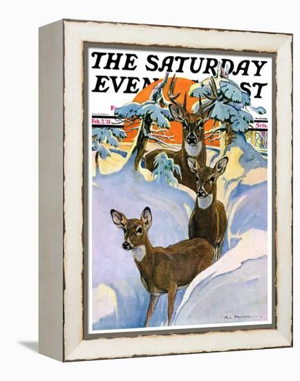 "Deer in Snow," Saturday Evening Post Cover, February 7, 1931-Paul Bransom-Framed Premier Image Canvas