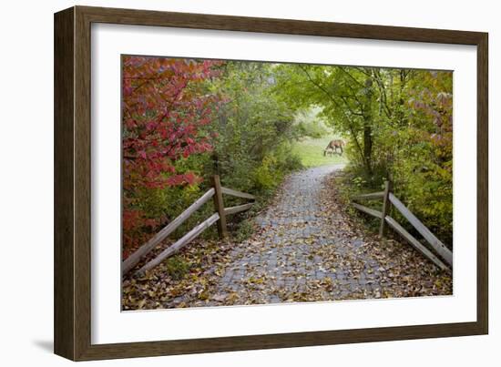 Deer in the Woods, Farmington Hills, Michigan ‘08-Monte Nagler-Framed Photographic Print