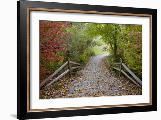 Deer in the Woods, Farmington Hills, Michigan ‘08-Monte Nagler-Framed Photographic Print