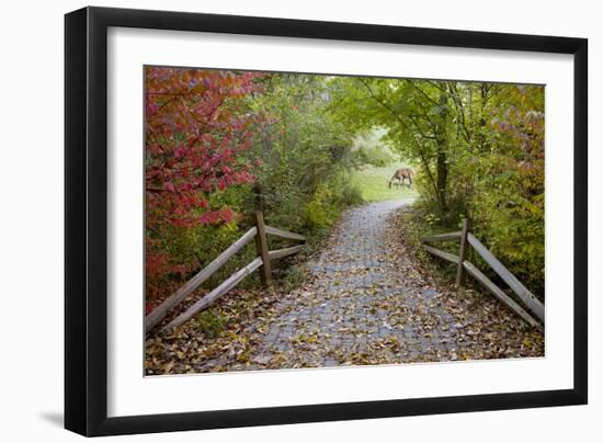 Deer in the Woods, Farmington Hills, Michigan ‘08-Monte Nagler-Framed Photographic Print