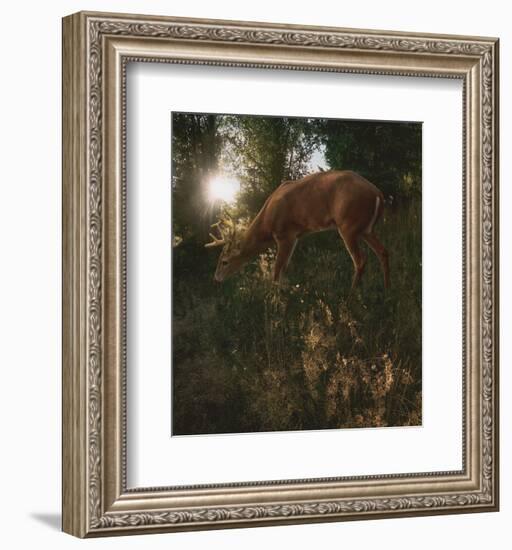 Deer Light-Steve Hunziker-Framed Art Print