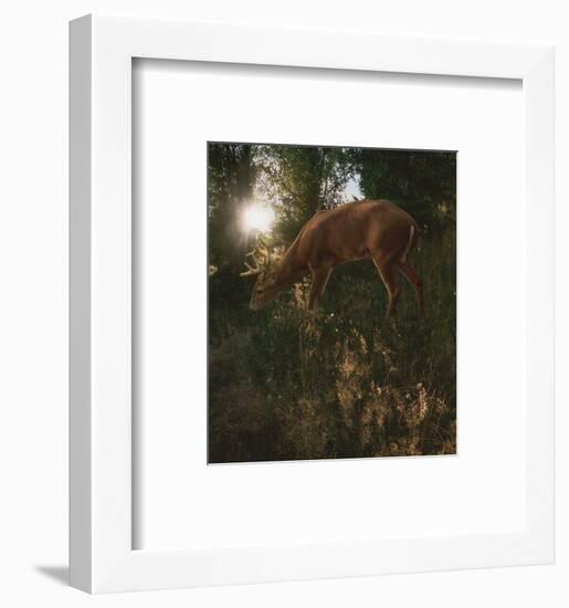 Deer Light-Steve Hunziker-Framed Art Print