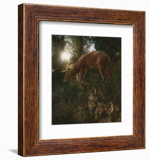 Deer Light-Steve Hunziker-Framed Art Print