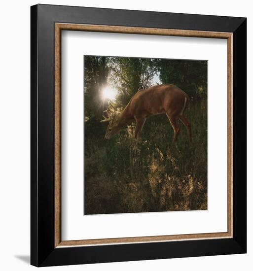 Deer Light-Steve Hunziker-Framed Art Print