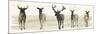 Deer Line II-Grace Popp-Mounted Premium Giclee Print