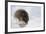 Deer Mouse in Winter-Ken Archer-Framed Photographic Print