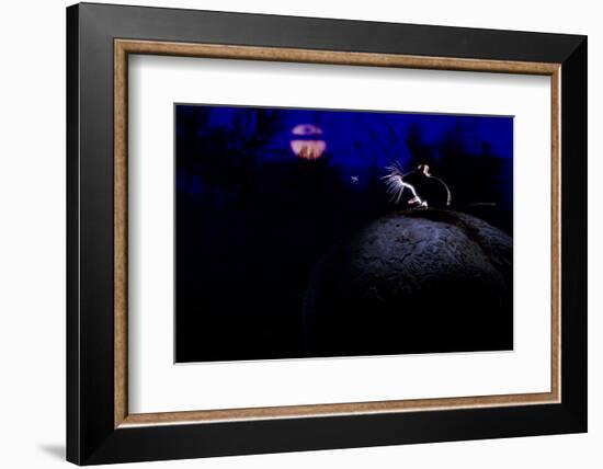 Deer Mouse (Peromyscus Maniculatus) On Giant Puffball Mushroom, Watching Mosquito In The Moonlight-Alexander Badyaev-Framed Photographic Print