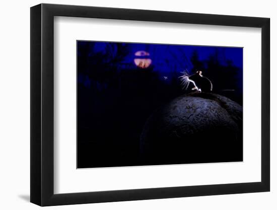 Deer Mouse (Peromyscus Maniculatus) On Giant Puffball Mushroom, Watching Mosquito In The Moonlight-Alexander Badyaev-Framed Photographic Print