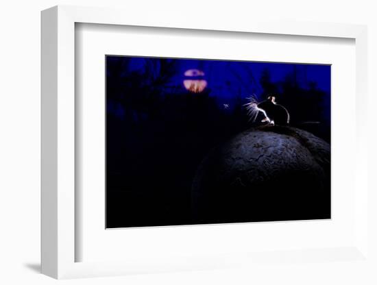 Deer Mouse (Peromyscus Maniculatus) On Giant Puffball Mushroom, Watching Mosquito In The Moonlight-Alexander Badyaev-Framed Photographic Print