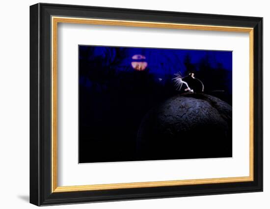 Deer Mouse (Peromyscus Maniculatus) On Giant Puffball Mushroom, Watching Mosquito In The Moonlight-Alexander Badyaev-Framed Photographic Print