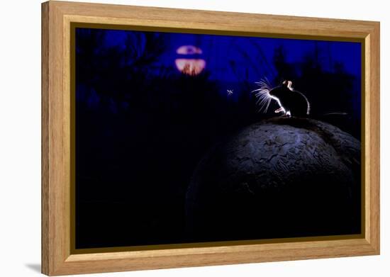 Deer Mouse (Peromyscus Maniculatus) On Giant Puffball Mushroom, Watching Mosquito In The Moonlight-Alexander Badyaev-Framed Premier Image Canvas