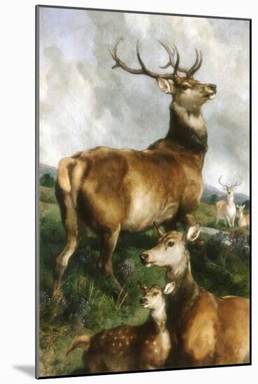 Deer of Chillingham Park, Northumberland, C.1867-Edwin Landseer-Mounted Giclee Print