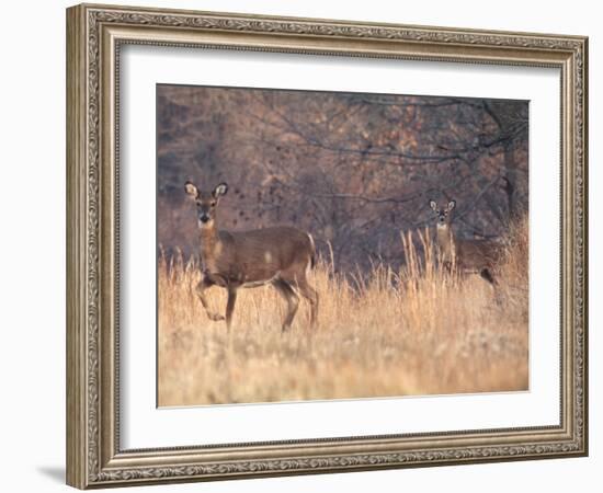 Deer on Gardiners Island-Alfred Eisenstaedt-Framed Photographic Print