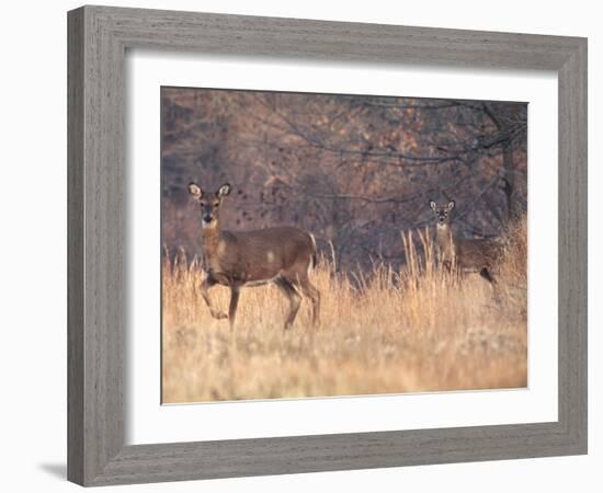 Deer on Gardiners Island-Alfred Eisenstaedt-Framed Photographic Print