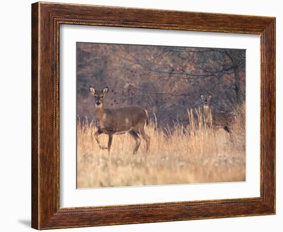 Deer on Gardiners Island-Alfred Eisenstaedt-Framed Photographic Print