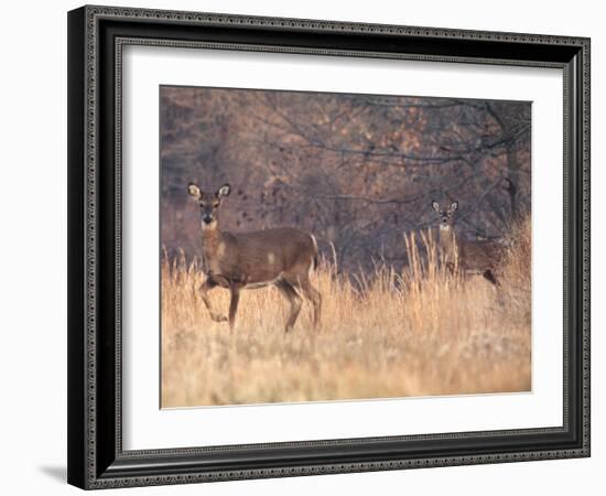 Deer on Gardiners Island-Alfred Eisenstaedt-Framed Photographic Print