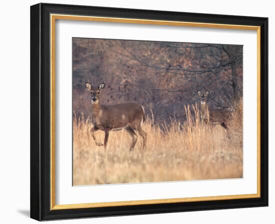 Deer on Gardiners Island-Alfred Eisenstaedt-Framed Photographic Print