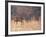 Deer on Gardiners Island-Alfred Eisenstaedt-Framed Photographic Print