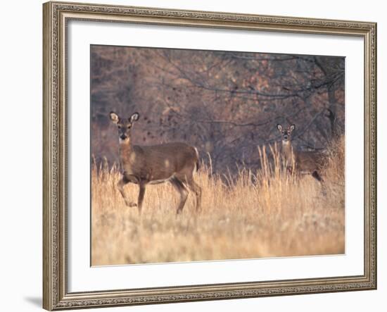 Deer on Gardiners Island-Alfred Eisenstaedt-Framed Photographic Print