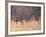 Deer on Gardiners Island-Alfred Eisenstaedt-Framed Photographic Print