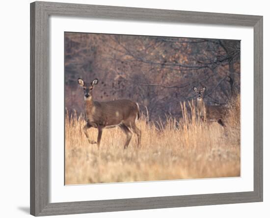 Deer on Gardiners Island-Alfred Eisenstaedt-Framed Photographic Print