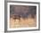 Deer on Gardiners Island-Alfred Eisenstaedt-Framed Photographic Print