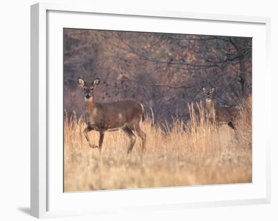 Deer on Gardiners Island-Alfred Eisenstaedt-Framed Photographic Print