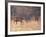 Deer on Gardiners Island-Alfred Eisenstaedt-Framed Photographic Print