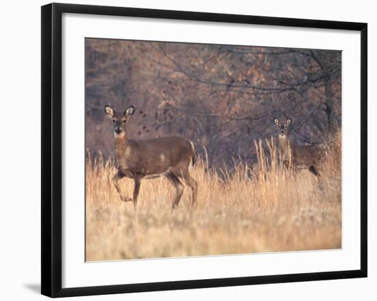 Deer on Gardiners Island-Alfred Eisenstaedt-Framed Photographic Print