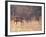 Deer on Gardiners Island-Alfred Eisenstaedt-Framed Photographic Print