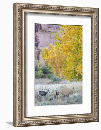 Deer Outside of Moab, Utah-Howie Garber-Framed Photographic Print