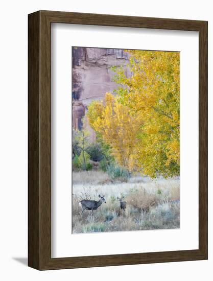 Deer Outside of Moab, Utah-Howie Garber-Framed Photographic Print