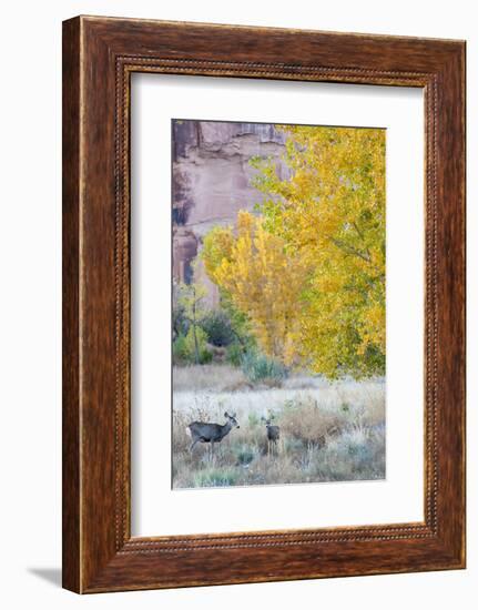 Deer Outside of Moab, Utah-Howie Garber-Framed Photographic Print