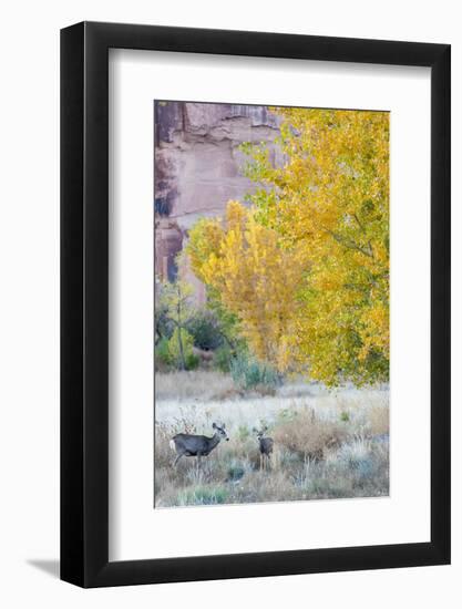 Deer Outside of Moab, Utah-Howie Garber-Framed Photographic Print