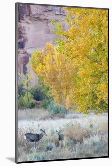 Deer Outside of Moab, Utah-Howie Garber-Mounted Photographic Print