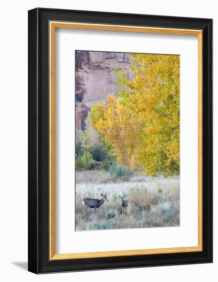 Deer Outside of Moab, Utah-Howie Garber-Framed Photographic Print