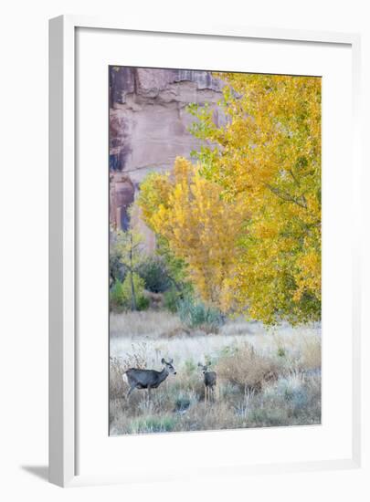 Deer Outside of Moab, Utah-Howie Garber-Framed Photographic Print