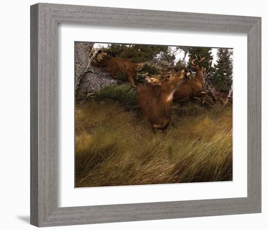 Deer Panic-Steve Hunziker-Framed Art Print