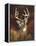 Deer Portrait-Leo Stans-Framed Stretched Canvas