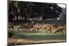 Deer, Richmond Park, Surrey, England, United Kingdom-Walter Rawlings-Mounted Photographic Print